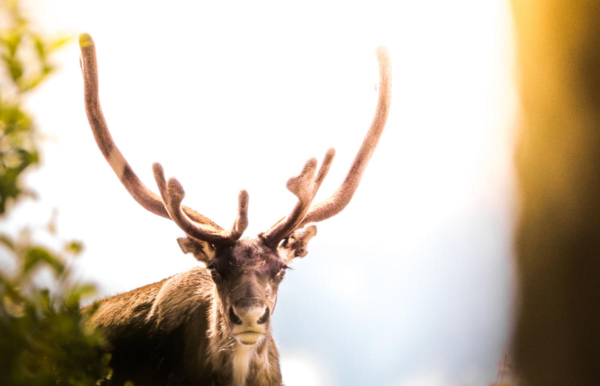 A deer looking straight ahead, with long antlers and a bright light background