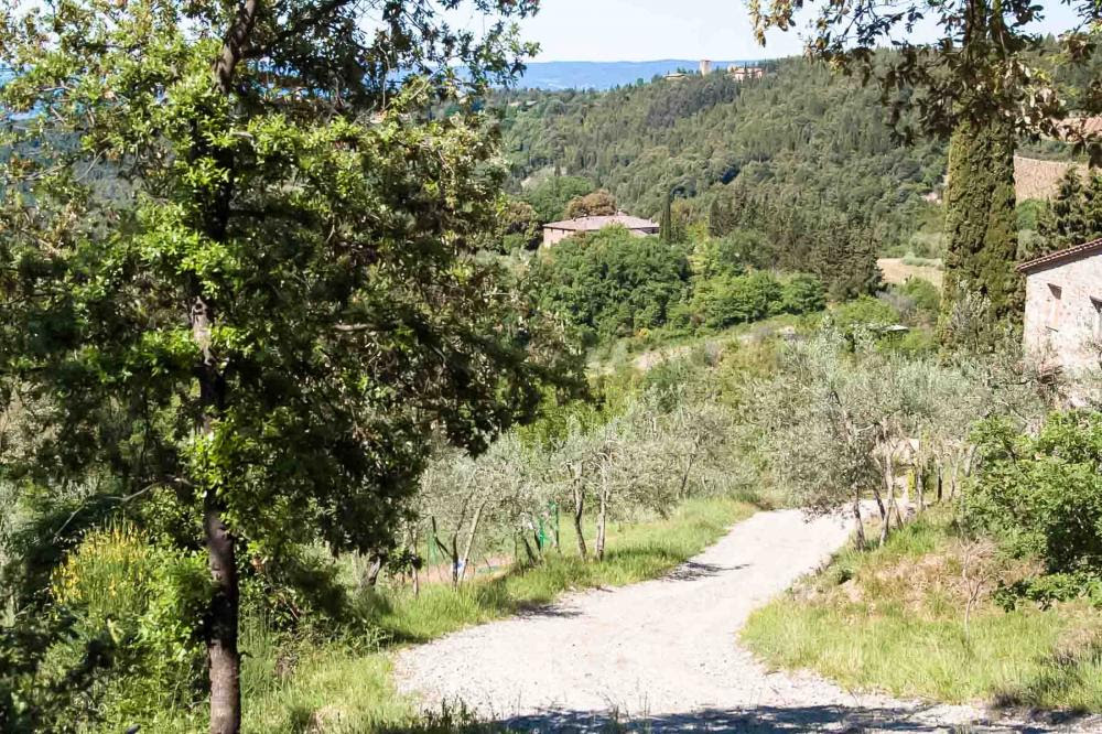 The dirt road that led from our house to the main road, among olive groves and vineyards. Part of a house is visible on the right. 